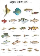  Affisch - Akvariefiskar - 68 x 48 cm Nr 1