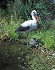  Stork ca 80 cm hög