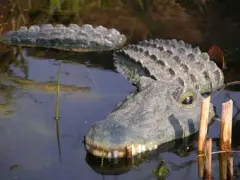  Krokodil tredelad